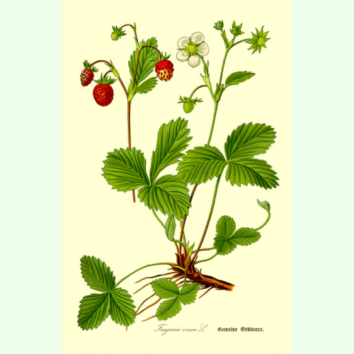 großfruchtig 1000 Samen Fragaria vescaRegina Wald-Erdbeere Asklepios-seeds®