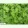 Asia-Gemüse Namenia - Blattstielgemüse (Bio-Saatgut)