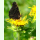 Inula helenium - Alant (Bio-Saatgut)