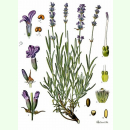 Lavandula angustifolia - Garten-Lavendel (Bio-Saatgut)