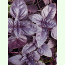 Ocimum basilicum var. purpureum - Rotblättriges...