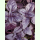 Ocimum basilicum var. purpureum - Rotblättriges Basilikum (Bio-Saatgut)