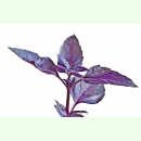 Ocimum basilicum var. purpureum Schwarzer Opal -...