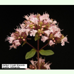 Origanum vulgare - Dost (Bio-Saatgut)