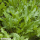 Rumex acetosa - Sauerampfer (Bio-Saatgut)