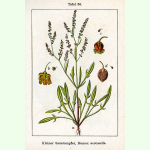 Rumex acetosella - Kleiner Sauerampfer (Bio-Saatgut)