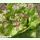 Salat Indianerperle - Kopfsalat (Bio-Saatgut)
