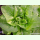Salat Rehzunge - Schnittsalat (Bio-Saatgut)