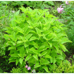 Salvia glutinosa - Gelber Salbei (Bio-Saatgut)