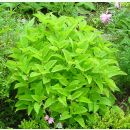 Salvia glutinosa - Gelber Salbei (Bio-Saatgut)