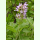 Salvia officinalis Selektion aus Extrakta - Echter Salbei (Bio-Saatgut)
