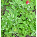 Salvia officinalis - Echter Salbei (Bio-Saatgut)
