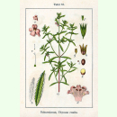 Satureja hortensis - Bohnenkraut (Bio-Saatgut)