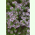 Thymus vulgaris - Echter Thymian (Bio-Saatgut)
