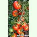 Tomate Rotkäppchen - Buschtomate (Bio-Saatgut)