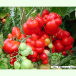 Tomate Reisetomate - Fleisch-Tomate (Bio-Saatgut)