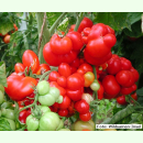 Tomate Reisetomate - Fleisch-Tomate (Bio-Saatgut)