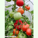Tomate Merveille des Marchés - Fleisch-Tomate (Bio-Saatgut)