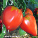 Tomate Kleines Ochsenherz - Fleisch-Tomate (Bio-Saatgut)