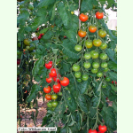 Tomate Aurora - Party-Tomate (Bio-Saatgut)