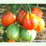 Tomate Stierblut - Fleisch-Tomate (Bio-Saatgut)