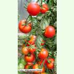 Tomate Bloody Butcher - Salat-Tomate (Bio-Saatgut)