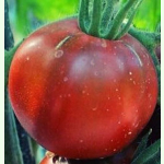 Tomate Tschernij Prinz - Fleisch-Tomate (Bio-Saatgut)