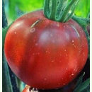 Tomate Tschernij Prinz - Fleisch-Tomate (Bio-Saatgut)