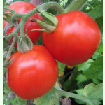 Tomate Kremser Perle - Buschtomate (Bio-Saatgut)