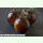 Tomate Lilac - Fleisch-Tomate (Bio-Saatgut)