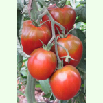 Tomate Charbonneuse (Noir Russe) - Fleisch-Tomate (Bio-Saatgut)