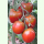 Tomate Charbonneuse (Noir Russe) - Fleisch-Tomate (Bio-Saatgut)