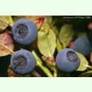 Vaccinium myrtillus - Heidelbeere (Bio-Saatgut)