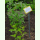 Pflanzenschild M: Schildblatt 6 x 12 cm blanko orange