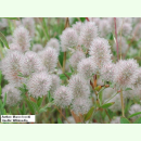 Trifolium arvense - Hasenklee (Saatgut)