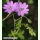 Geranium pyrenaicum - Pyrenäen-Storchschnabel (Saatgut)
