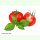 Tomate Matina - Frühe Salattomate (Bio-Saatgut)