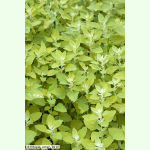 Atriplex hortensis Mondseer - Gelbe Gartenmelde (Bio-Saatgut)