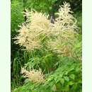 Aruncus dioicus - Wald-Geißbart (Bio-Saatgut)