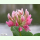 Trifolium hybridum - Schweden-Klee (Saatgut)