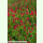 Trifolium incarnatum - Inkarnatklee (Bio-Saatgut)