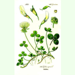 Trifolium repens - Weißklee (Bio-Saatgut)