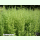 Artemisia dracunculus - Russischer Estragon (Bio-Saatgut)