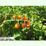 Tomate Rote Ribisel - Wildtomate (Bio-Saatgut)