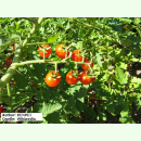 Tomate Rote Ribisel - Wildtomate (Bio-Saatgut)