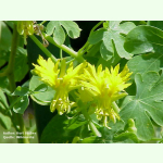 Tropaeolum peregrinum - Kletternde Kapuzinerkresse (Saatgut)