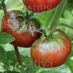 Tomate Noire de Crimée - Fleischtomate (Bio-Saatgut)