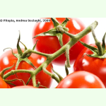 Tomate Wladiwostock - Salat-Tomate (Bio-Saatgut)