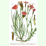 Dianthus deltoides - Heide-Nelke (Saatgut)