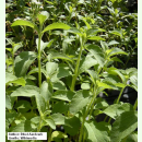 Stevia rebaudiana - Stevia (Bio-Saatgut)